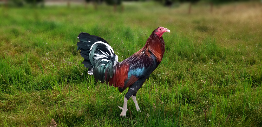 Rooster_Footer_2